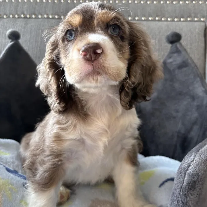 Male Cocker Spaniel Puppy for Sale in Jacksonville, FL