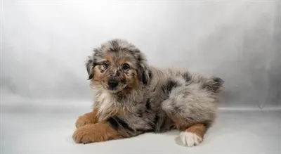 Female Australian Shepherd puppy for sale at San Jose Blvd.
