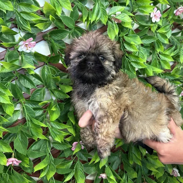 Male Shih Tzu Puppy for Sale in Jacksonville, FL