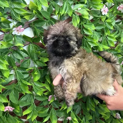 Male Shih Tzu Puppy for Sale in Jacksonville, FL
