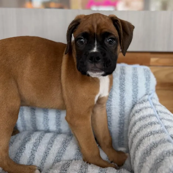 Male Boxer puppy named Bowser for sale at Beach Blvd.