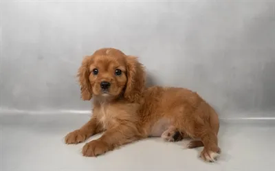 Male Cavalier King Charles Spaniel puppy for sale at Beach Blvd.