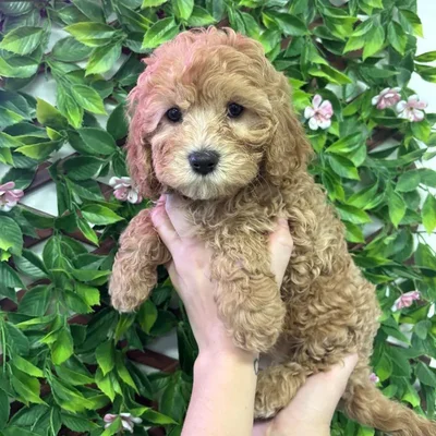 Female Cavapoo Puppy for Sale in Jacksonville, FL