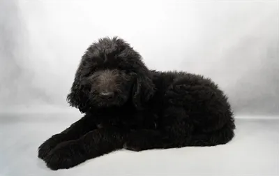 Male Goldendoodle puppy named Sully for sale at San Jose Blvd.