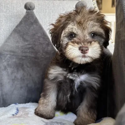 Male Schnoodle Puppy for Sale in Jacksonville, FL