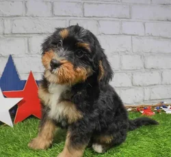 Male Mini Bernedoodle puppy named Cooper for sale at San Jose Blvd.