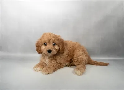 Female Cavachon puppy named Lucy for sale at San Jose Blvd.