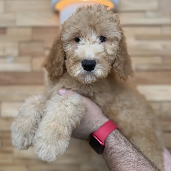 Male Goldendoodle puppy named Lucas for sale at Beach Blvd.
