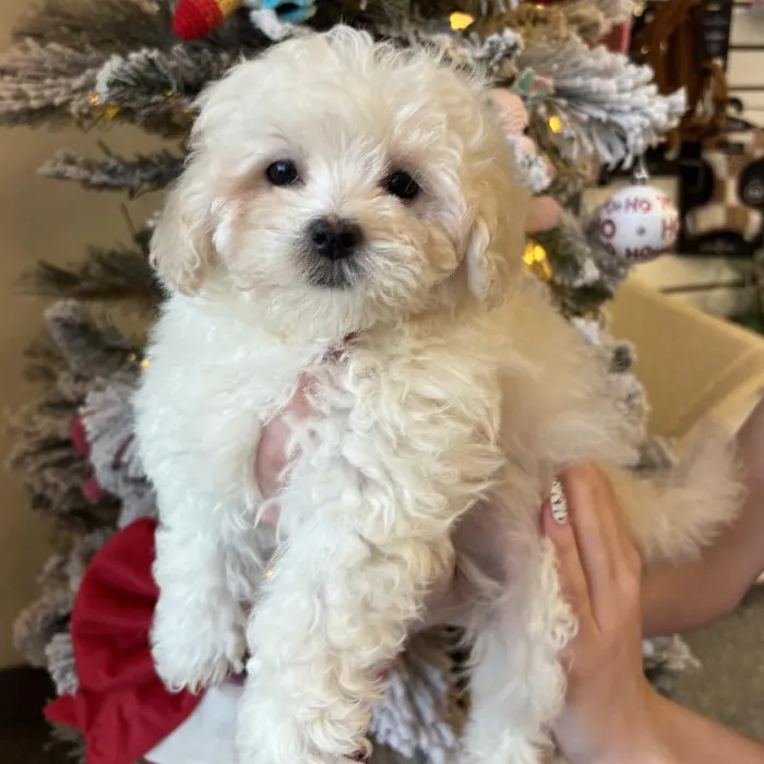 Female Maltipoo Puppy for Sale in Jacksonville, FL