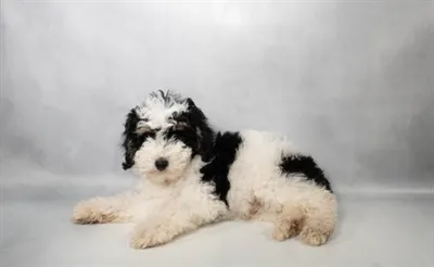 Male Mini Bernedoodle puppy named Summit for sale at Beach Blvd.