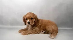 Male Cockalier puppy for sale at San Jose Blvd.