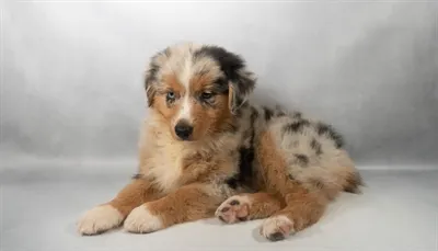 Male Australian Shepherd puppy for sale at San Jose Blvd.
