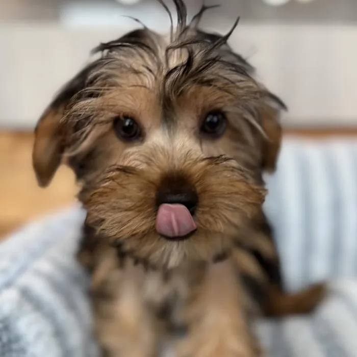 Male Yorkie puppy named Spice for sale at Beach Blvd.