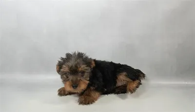 Female Yorkie puppy named Sugar for sale at Beach Blvd.