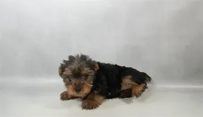 Female Yorkie puppy named Sugar for sale at Beach Blvd.