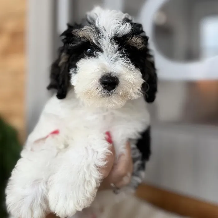 Male Mini Bernedoodle puppy named Summit for sale at Beach Blvd.