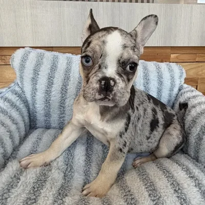 Female French Bulldog puppy named Poppi for sale at Beach Blvd.