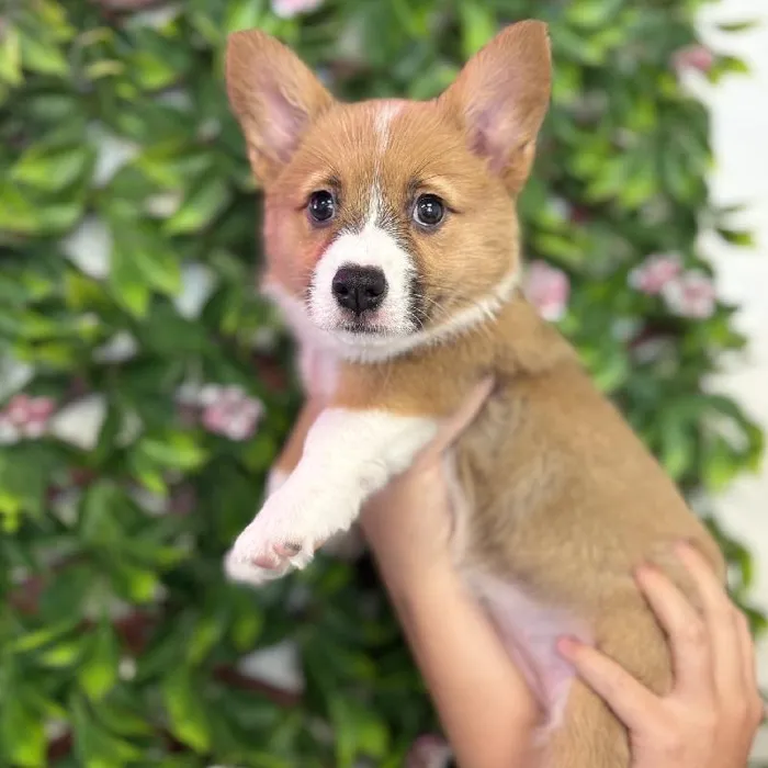 Female Pembroke Welsh Corgi puppy named Tilly for sale at San Jose Blvd.