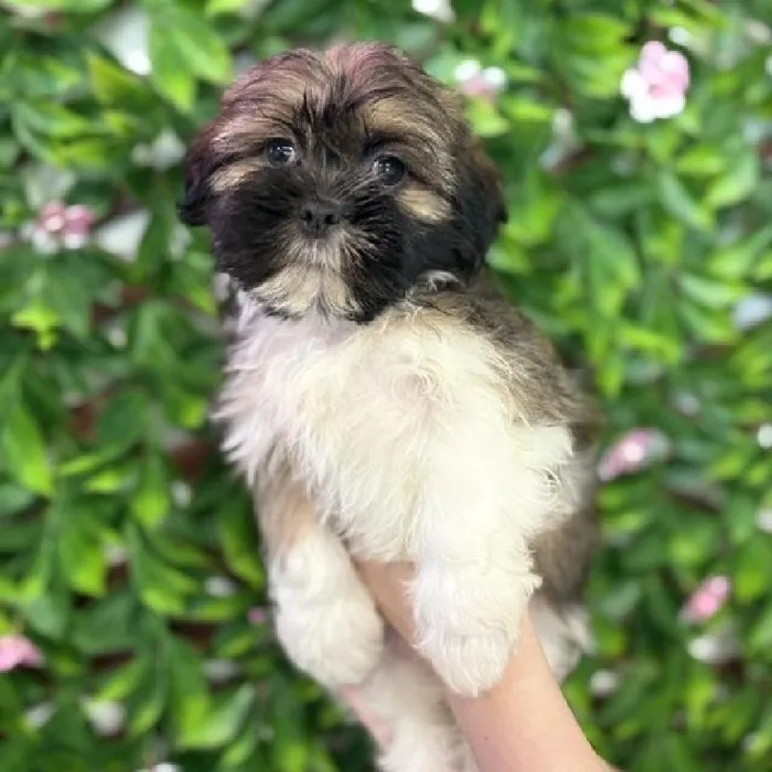 Female Shih Tzu puppy named Lacey for sale at San Jose Blvd.