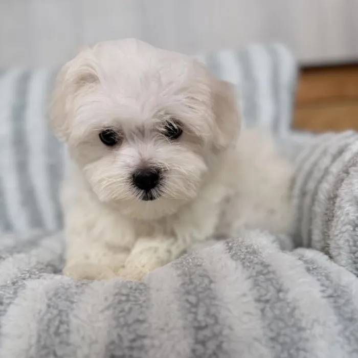 Male Maltese puppy named Enzo for sale at Beach Blvd.