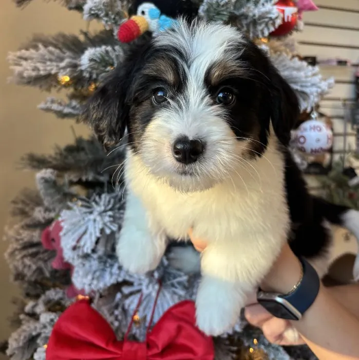 Male Mini Bernedoodle Puppy for Sale in Jacksonville, FL