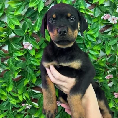 Male Rottweiler Puppy for Sale in Jacksonville, FL