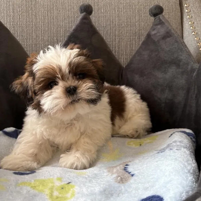 Male Shih Tzu Puppy for Sale in Jacksonville, FL