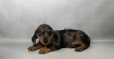 Male Mini Dachshund puppy named Oscar for sale at San Jose Blvd.