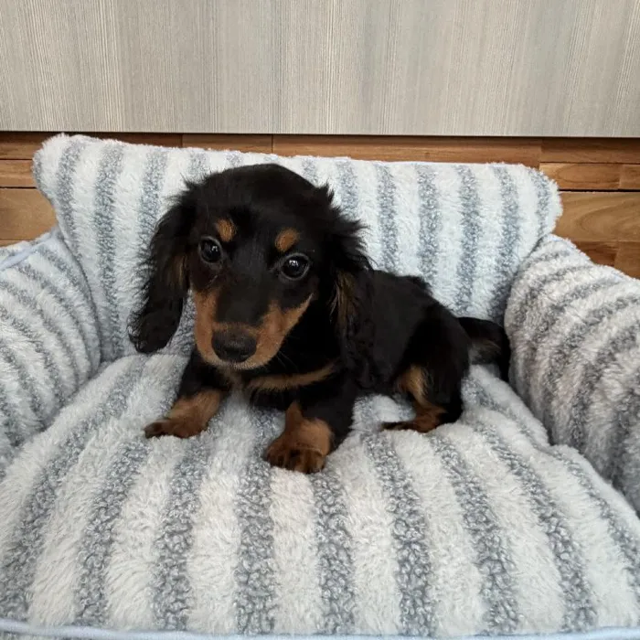 Female Mini Dachshund puppy named Gigi for sale at Beach Blvd.