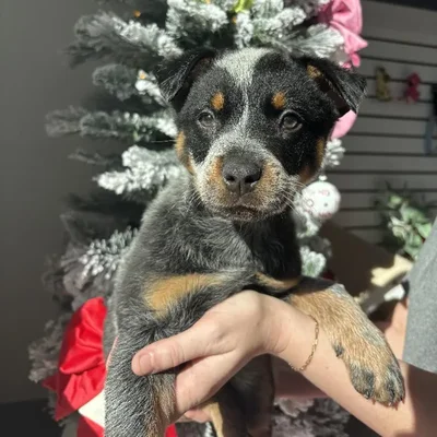 Female Australian Cattle Puppy for Sale in Jacksonville, FL