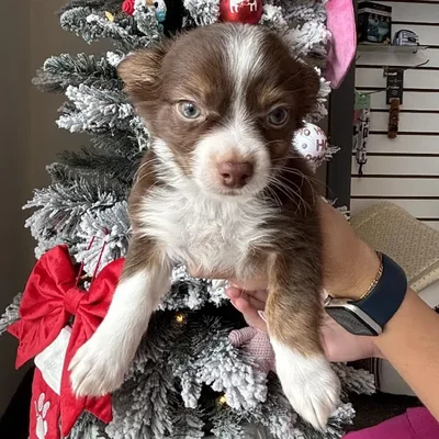 Male Chihuahua Puppy for Sale in Jacksonville, FL