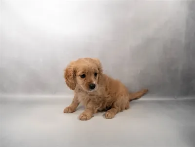 Female Cavapoo puppy named Lola for sale at San Jose Blvd.