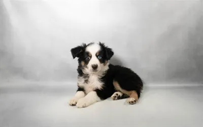 Female Mini Aussie puppy named Lilo for sale at Beach Blvd.