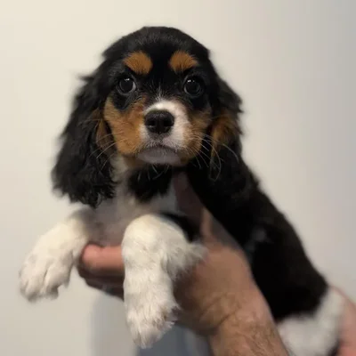 Female Cavalier King Charles Spaniel puppy named Arabella for sale at Beach Blvd.