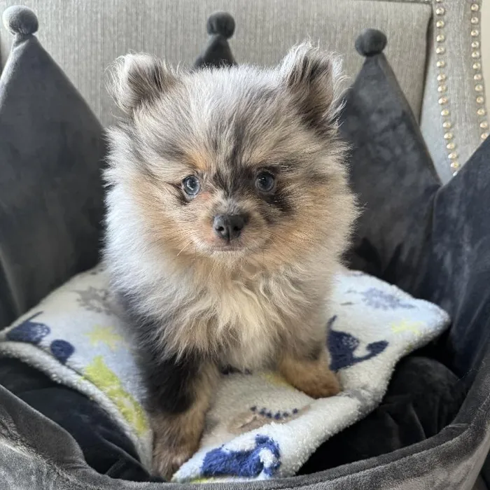 Male Pomeranian Puppy for Sale in Jacksonville, FL