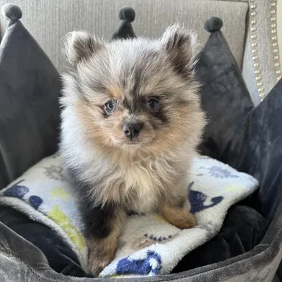 Male Pomeranian Puppy for Sale in Jacksonville, FL
