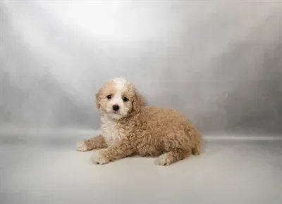 Male Cockapoo puppy named Tigger for sale at Beach Blvd.