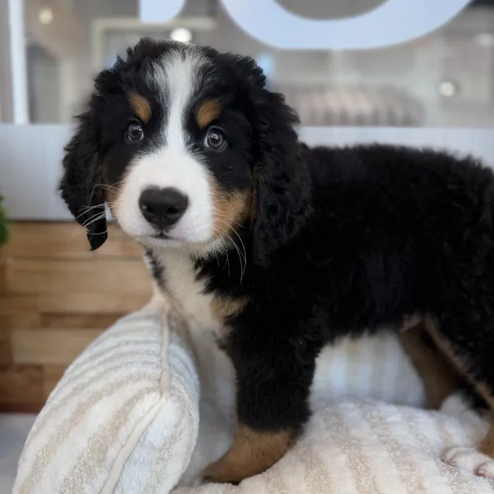 Male Bernese Mountain Dog puppy named Pongo for sale at Beach Blvd.