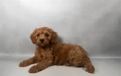 Male Cavapoo puppy for sale at San Jose Blvd.