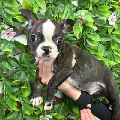 Male Boston Terrier Puppy for Sale in Jacksonville, FL