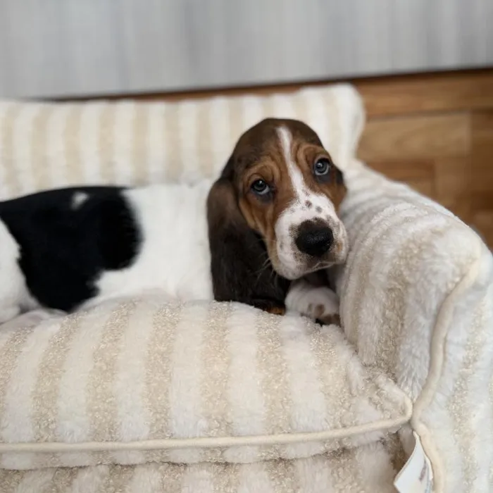 Male Basset Hound puppy named Waylon for sale at Beach Blvd.