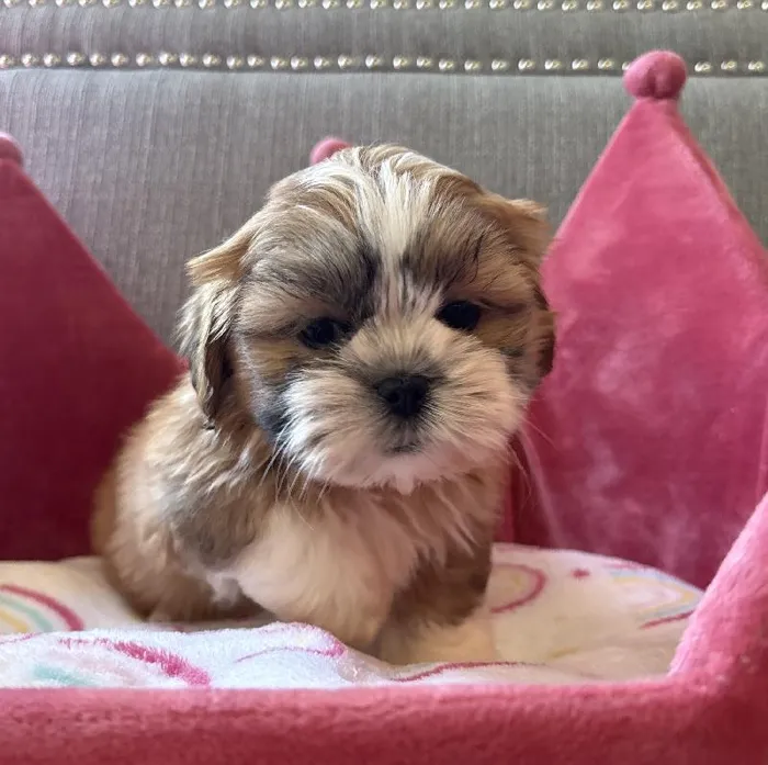 Female Lhasa Apso Puppy for Sale in Jacksonville, FL