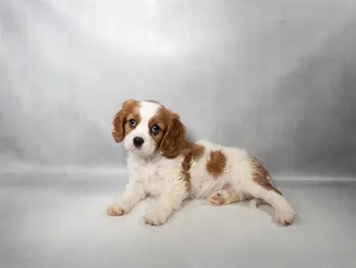 Female Cavalier King Charles Spaniel puppy named Penny for sale at San Jose Blvd.
