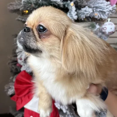 Female Pekingese Puppy for Sale in Jacksonville, FL