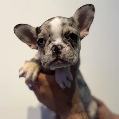 Female French Bulldog puppy named Poppi for sale at Beach Blvd.
