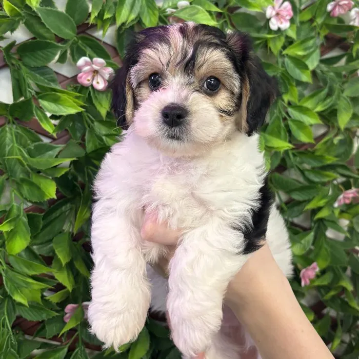 Male Yochon Puppy for Sale in Jacksonville, FL