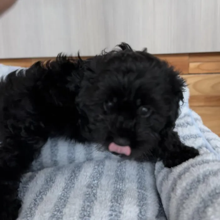 Female Cavapoo puppy named Midnight for sale at Beach Blvd.