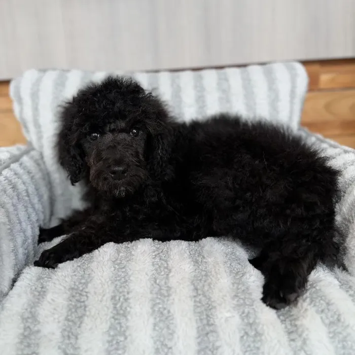Male Poodle puppy named Darth for sale at Beach Blvd.