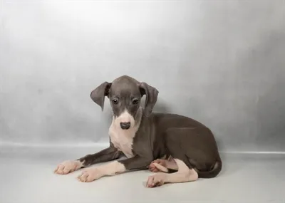Male Italian Greyhound puppy for sale at San Jose Blvd.