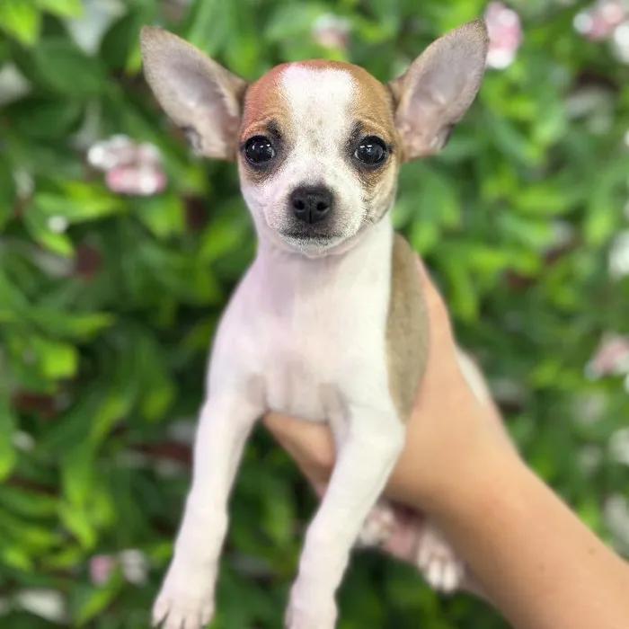 Male Chihuahua puppy for sale at San Jose Blvd.